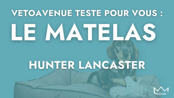 video-automne-chien-chat